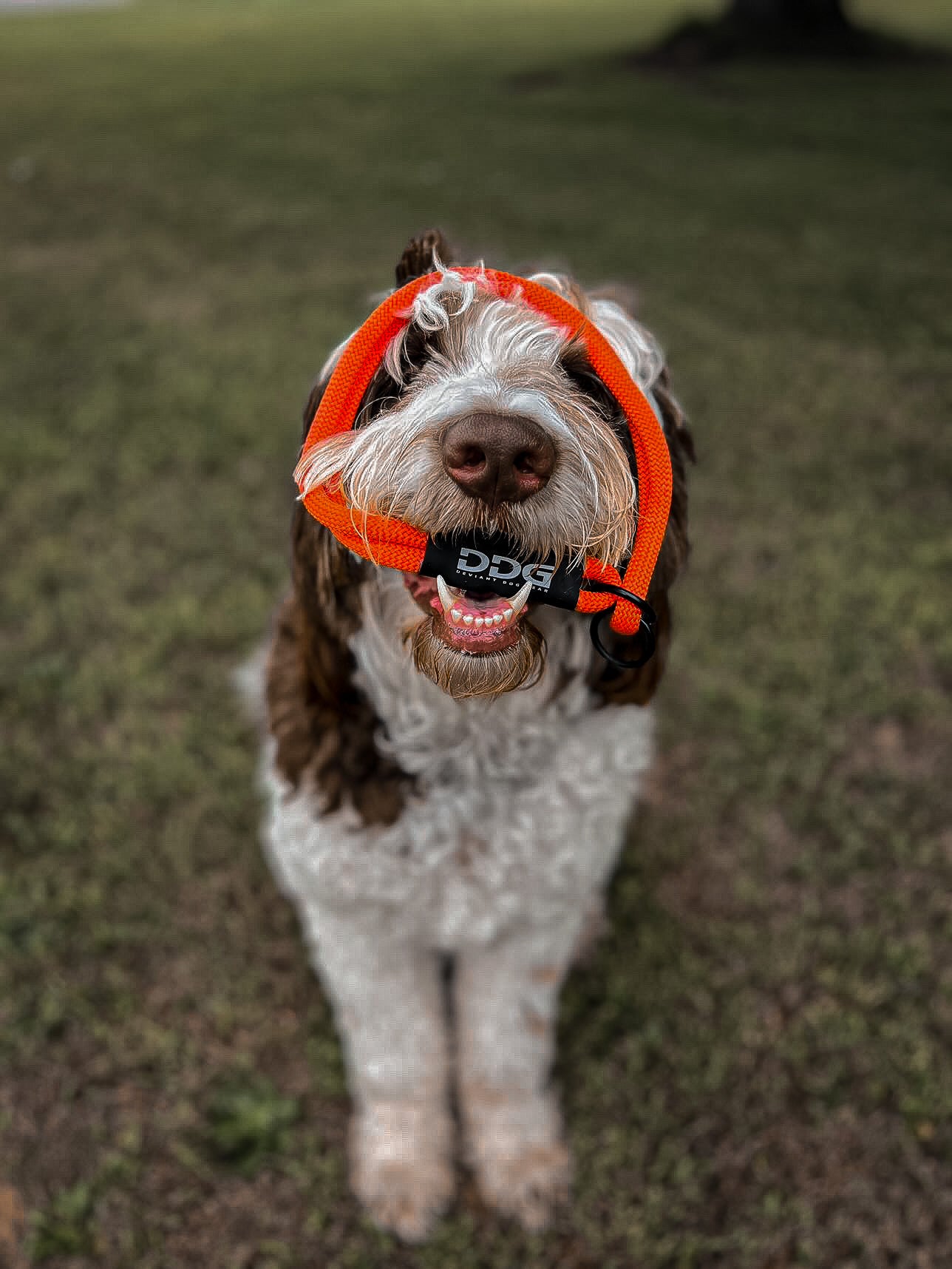 Slip Collar (12”- 19") - Halloween