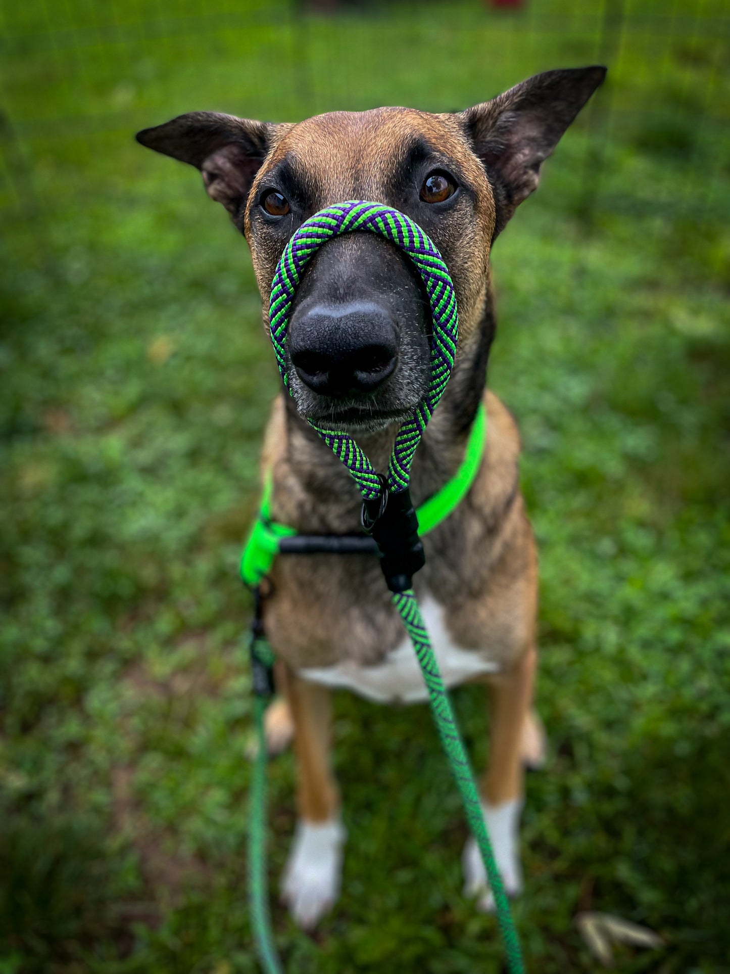 Classic Leash - Halloween