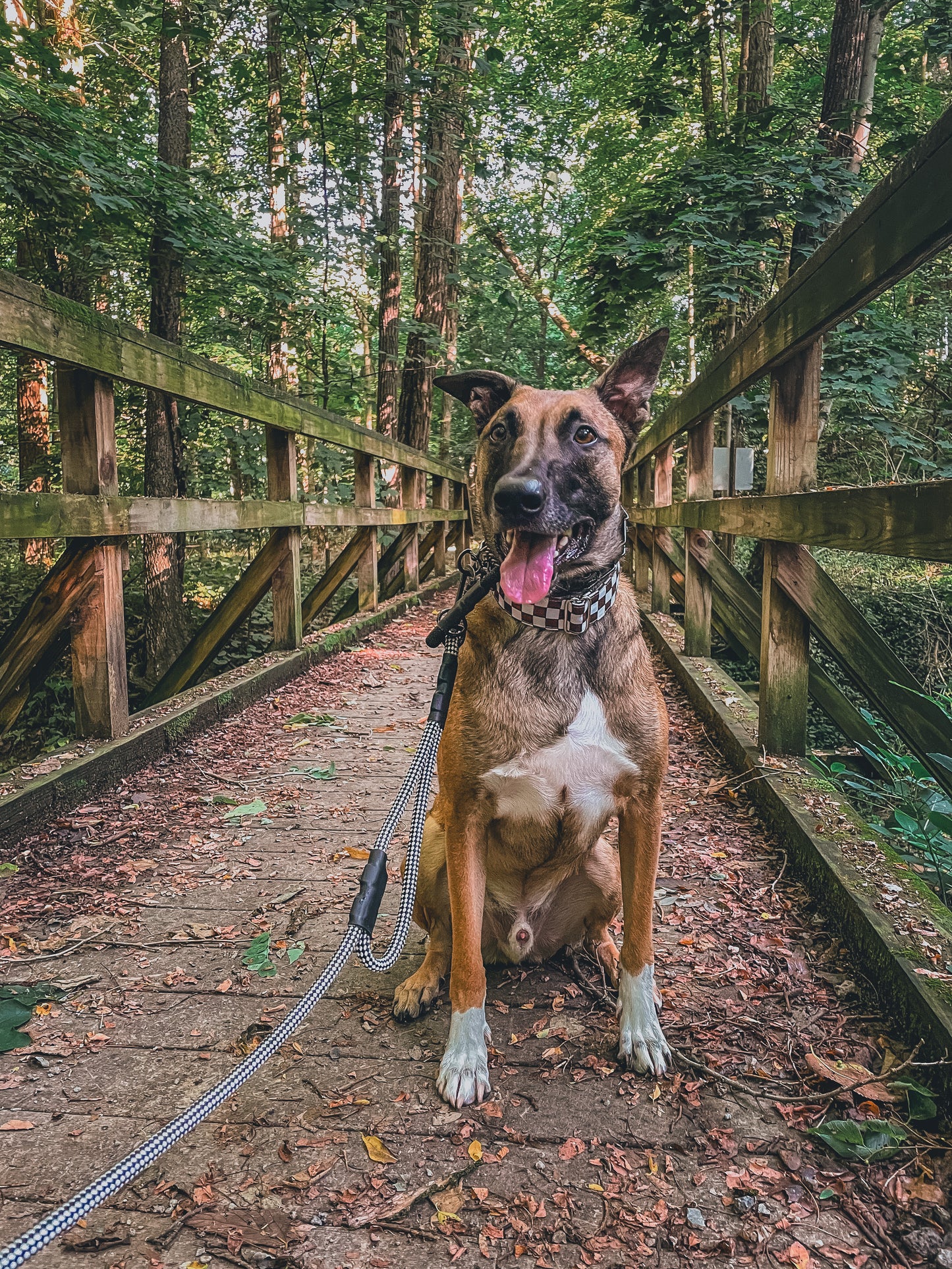 Leash With Traffic Handle (Patterns)