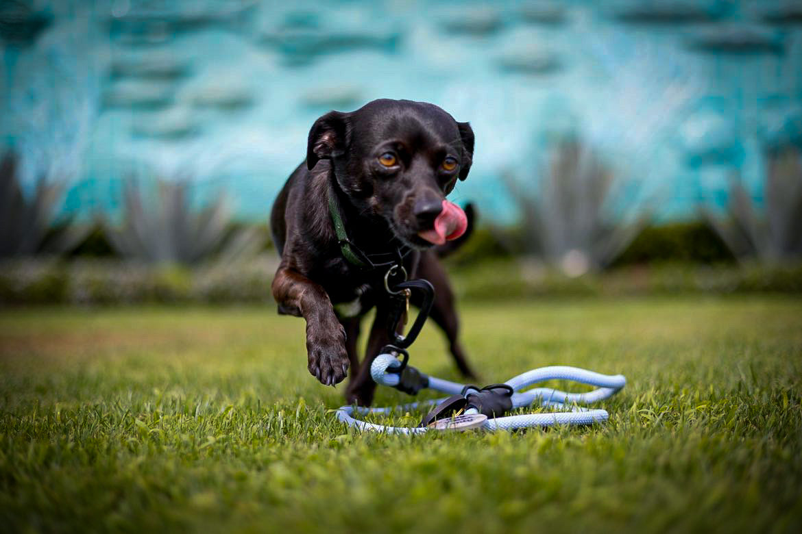 Classic Leash - Solid Colors